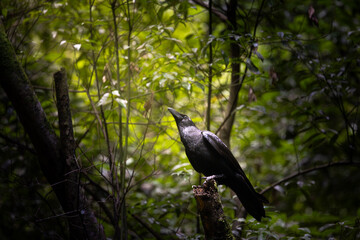 Common raven in the forest