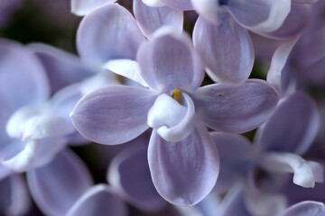 beautiful blooming lilac flowers close up