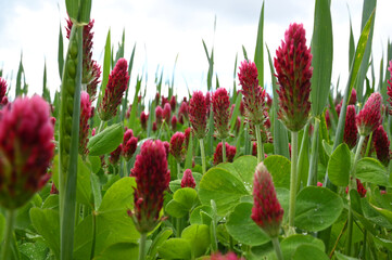 Flowering blossom red clover meadow is cultivated as a useful plant or fodder plant in agriculture...