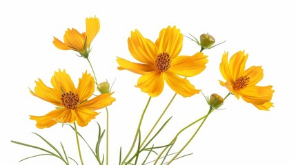 hyperrealistic prairie coreopsis flowers isolated on white background floral still life png file
