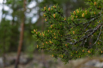 Pine branch in the forest