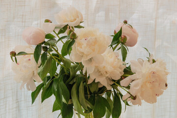 Paeonia suffruticosa in a vase in home. Floristic design. Showy white flowers. Romantic flowers....