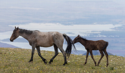 Wild Horses in Summer in the Pryor Moutnains Montana