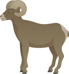 Color vector illustration of bighorn sheep standing, side view. Wild animal with curled horns isolated on white background. Wildlife of North America.