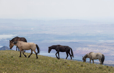 Obraz premium Wild Horses in Summer in the Pryor Moutnains Montana