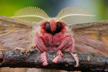 Portrait of Antheraea larissa male standing on a stick, Malaysia © Stéphane Bidouze