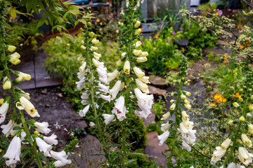 Obraz premium Close up of digitalis in a display garden at a flower show