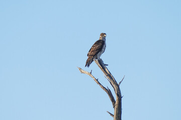 Adler