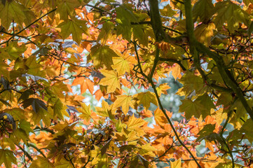 Close Up Leaves Of A Acer Platanoides Tree At Amsterdam The Netherlands 6-5-2024