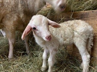 sheep and lamb