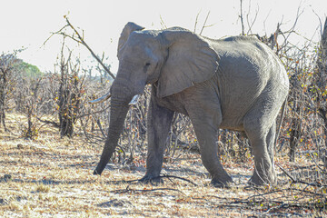 Elefant