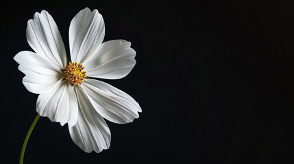 minimalist white flower on dramatic black background high contrast fine art photography