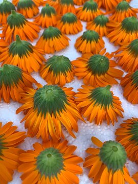Calendula flowers detail