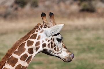 Obraz premium Africa safari