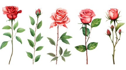 Set roses green leaves on transparent background. Hand drawn botanical watercolor painting for decorative invitations, posters, or cards