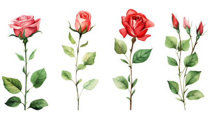 Obraz premium Set roses green leaves on transparent background. Hand drawn botanical watercolor painting for decorative invitations, posters, or cards