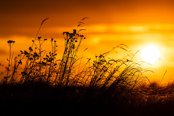Picturesque sunset with dry grasses and herbs in the background