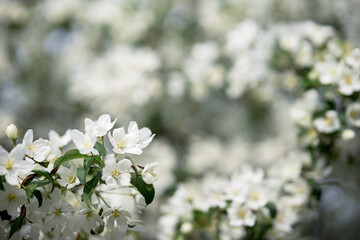 the branches of the apple tree during spring have white flowers on the apple tree