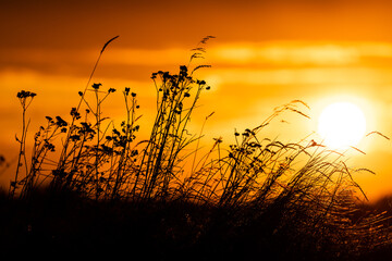 Picturesque sunset with dry grasses and herbs in the background