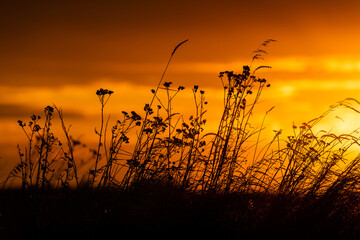 Picturesque sunset with dry grasses and herbs in the background