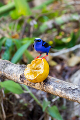Blue male Red-legged honeycreeper (Cyanerpes cyaneus) in Cano Negro Wildlife Refuge in Costa Rica central America