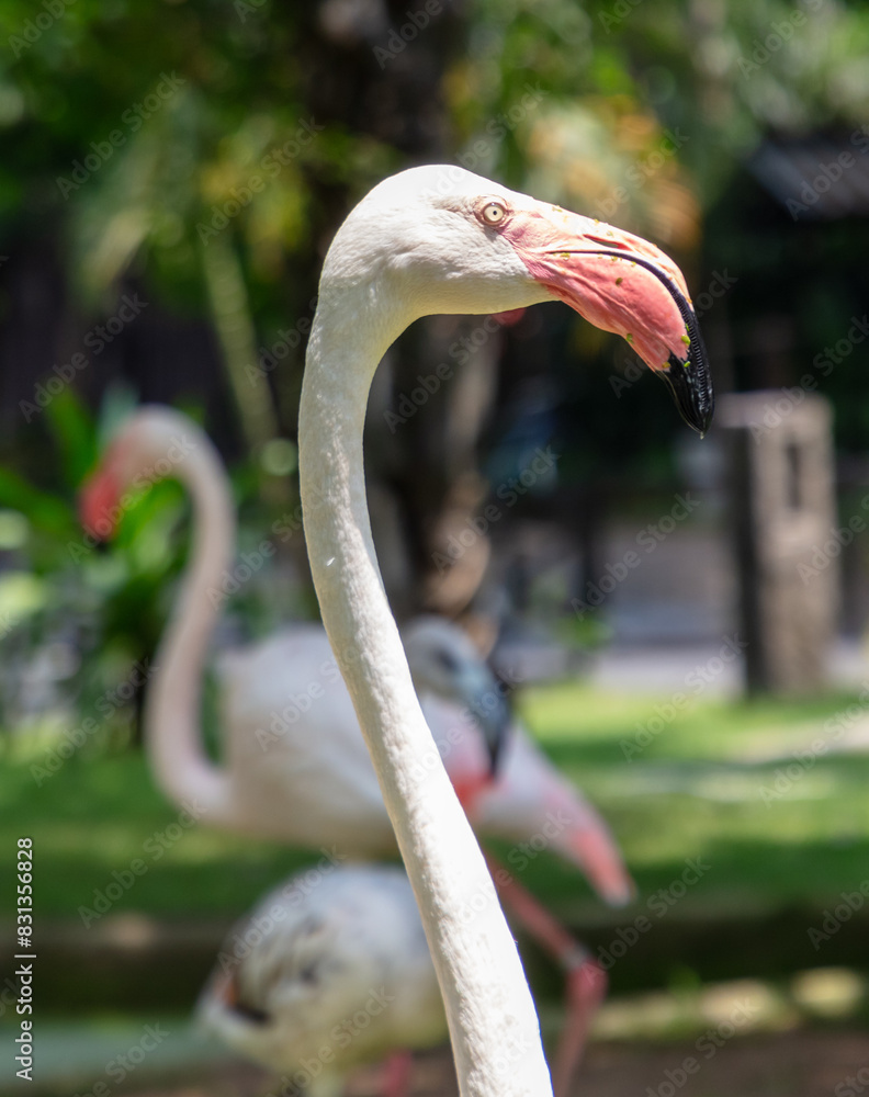 Sticker portrait of a pink flamingo in the park