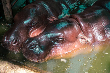 Two hippos swim in the lake