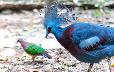 Portrait of a tropical pigeon