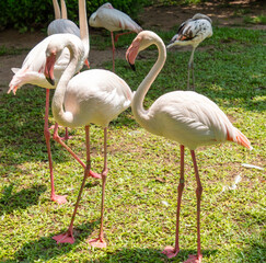 Pink flamingo birds in the park