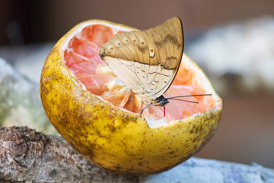 White-spotted Prepona (Archaeoprepona amphimachus) butterfly eating from an orange in Cano Negro Wildlife Refuge in Costa Rica central America