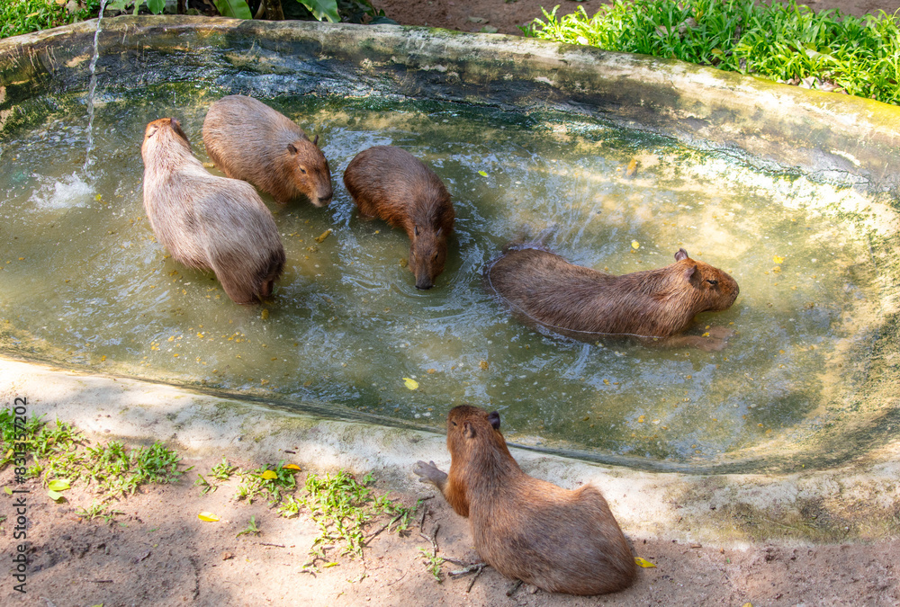 Wall mural Capybaras swim in the water in nature