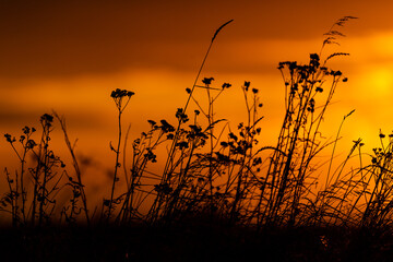 Picturesque sunset with dry grasses and herbs in the background