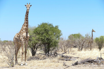 Obraz premium Giraffe