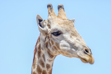 Giraffe