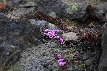 Landschaftsbild auf Island nah der Ringstrasse im Süden, Lila Blume am Boden