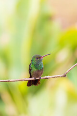 Rufous-tailed Hummingbird (Amazilia tzacatl) in Cano Negro Wildlife Refuge in Costa Rica central America