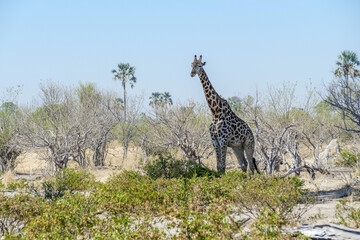 Giraffe