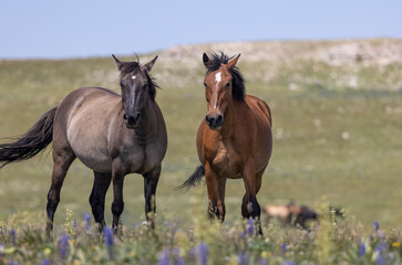 Fototapeta premium Wild Horses in Summer in the Pryor Mountains Montana