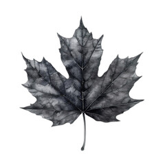 Fototapeta premium Vibrant Maple Leaf Abstract Botanical Illustration on White Background