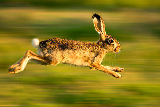 AI generated illustration of a hare sprinting out of water after a run