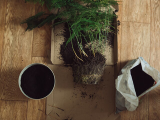 Plant division: Horizontal straight from above close up shot of lace fern out of a pot with its huge roots visible on a carton box ready to be divided. A pot and a plastic bag with soil next to it, al - Powered by Adobe