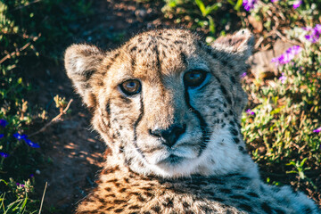 Close-up of Cheetah face looking at camera, while laying down, South Africa