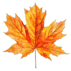 Obraz premium Vibrant Maple Leaf Abstract Botanical Illustration on White Background