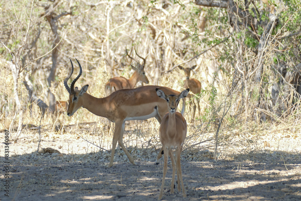 Poster Antilope