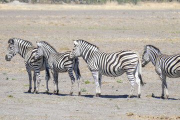 Zebra