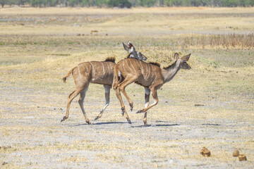 Antilope