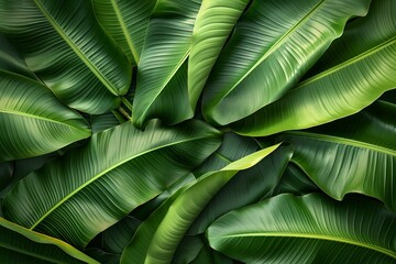 Close up of a lush green plant on black background