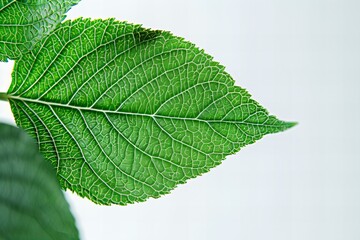 Obraz premium Green leaf branch plant tree nature