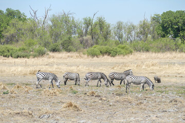 Naklejka premium Zebra