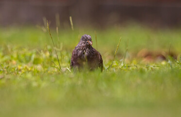 Gray pigeon peeking in the green field